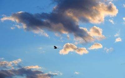 几行归塞尽，念尔独何之。 暮雨相呼失，寒塘欲下迟。