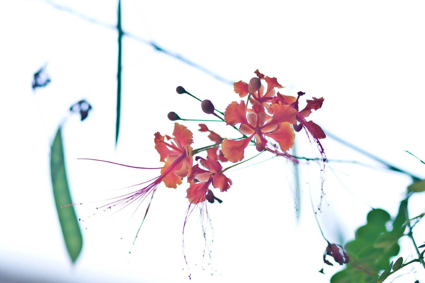 花非花，雾非雾，